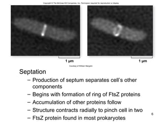 Septation
– Production of septum separates cell’s other
components
– Begins with formation of ring of FtsZ proteins
– Accumulation of other proteins follow
– Structure contracts radially to pinch cell in two
– FtsZ protein found in most prokaryotes
6
1 µm 1 µm
Copyright © The McGraw-Hill Companies, Inc. Permission required for reproduction or display.
Courtesy of William Margolin
 
