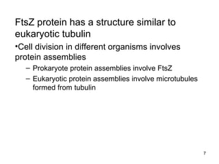 7
FtsZ protein has a structure similar to
eukaryotic tubulin
•Cell division in different organisms involves
protein assemblies
– Prokaryote protein assemblies involve FtsZ
– Eukaryotic protein assemblies involve microtubules
formed from tubulin
 