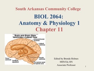 BIOL 2064:  Anatomy & Physiology 1 Chapter 11 Edited by Brenda Holmes MSN/Ed, RN Associate Professor South Arkansas Community College 
