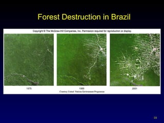 Forest Destruction in Brazil 