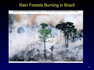 Rain Forests Burning in Brazil 