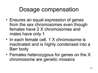 14
Dosage compensation
• Ensures an equal expression of genes
from the sex chromosomes even though
females have 2 X chromosomes and
males have only 1
• In each female cell, 1 X chromosome is
inactivated and is highly condensed into a
Barr body
• Females heterozygous for genes on the X
chromosome are genetic mosaics
 