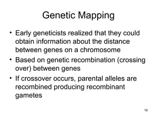 18
Genetic Mapping
• Early geneticists realized that they could
obtain information about the distance
between genes on a chromosome
• Based on genetic recombination (crossing
over) between genes
• If crossover occurs, parental alleles are
recombined producing recombinant
gametes
 