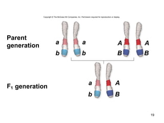 B
A
B
A
b
a
b
a
b
a
B
A
F1
Parent
generation
generation
19
Copyright © The McGraw-Hill Companies, Inc. Permission required for reproduction or display.
 