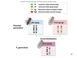 23
b
b+
recessive allele (black body)
dominant allele (gray body)
Recessive allele (vestigial wings)
Dominant allele (normal wings)
Parental
generation
F1 generation
Cross-fertilization
b+
b+
vg+
vg+
bb vgvg
b+
b vg+
vg
vg
Vg+
Copyright © The McGraw-Hill Companies, Inc. Permission required for reproduction or display.
 