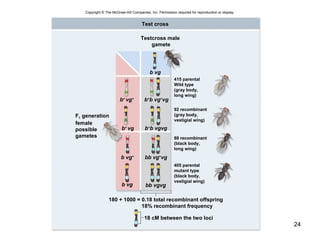 24
Test cross
Testcross male
gamete
415 parental
Wild type
(gray body,
long wing)
92 recombinant
(gray body,
vestigial wing)
88 recombinant
(black body,
long wing)
405 parental
mutant type
(black body,
vestigial wing)
F1 generation
female
possible
gametes
180 + 1000 = 0.18 total recombinant offspring
18% recombinant frequency
18 cM between the two loci
b vg
b vg+
b+
vg
b+
vg+
bb vgvg
bb vg+
vg
b+
b vgvg
b+
b vg+
vg
b vg
Copyright © The McGraw-Hill Companies, Inc. Permission required for reproduction or display.
 