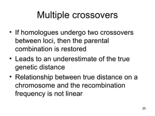 25
Multiple crossovers
• If homologues undergo two crossovers
between loci, then the parental
combination is restored
• Leads to an underestimate of the true
genetic distance
• Relationship between true distance on a
chromosome and the recombination
frequency is not linear
 
