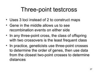 27
Three-point testcross
• Uses 3 loci instead of 2 to construct maps
• Gene in the middle allows us to see
recombination events on either side
• In any three-point cross, the class of offspring
with two crossovers is the least frequent class
• In practice, geneticists use three-point crosses
to determine the order of genes, then use data
from the closest two-point crosses to determine
distances
 