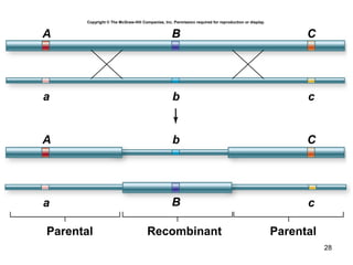 28
Copyright © The McGraw-Hill Companies, Inc. Permission required for reproduction or display.
A
a
B
b
C
c
a c
bA
B
C
Parental Recombinant Parental
 