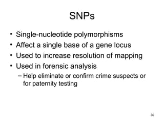 SNPs
• Single-nucleotide polymorphisms
• Affect a single base of a gene locus
• Used to increase resolution of mapping
• Used in forensic analysis
– Help eliminate or confirm crime suspects or
for paternity testing
30
 
