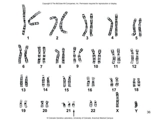 36
1 2 3 4 5
6 7 8 9 10 11 12
13 14 15 16 17 18
19 20 21 22 X Y
Copyright © The McGraw-Hill Companies, Inc. Permission required for reproduction or display.
© Colorado Genetics Laboratory, University of Colorado, Anschutz Medical Campus
 