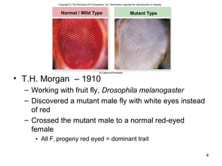• T.H. Morgan – 1910
– Working with fruit fly, Drosophila melanogaster
– Discovered a mutant male fly with white eyes instead
of red
– Crossed the mutant male to a normal red-eyed
female
• All F1 progeny red eyed = dominant trait
4
Normal / Wild Type Mutant Type
© Cabisco/Phototake
Copyright © The McGraw-Hill Companies, Inc. Permission required for reproduction or display.
 