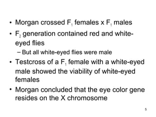5
• Morgan crossed F1 females x F1 males
• F2 generation contained red and white-
eyed flies
– But all white-eyed flies were male
• Testcross of a F1 female with a white-eyed
male showed the viability of white-eyed
females
• Morgan concluded that the eye color gene
resides on the X chromosome
 