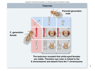 7
Parental generation
male
Testcross
F1 generation
female
The testcross revealed that white-eyed females
are viable. Therefore eye color is linked to the
X chromosome and absent from the Y chromosome
Copyright © The McGraw-Hill Companies, Inc. Permission required for reproduction or display.
 