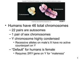 • Humans have 46 total chromosomes
– 22 pairs are autosomes
– 1 pair of sex chromosomes
– Y chromosome highly condensed
• Recessive alleles on male’s X have no active
counterpart on Y
– “Default” for humans is female
• Requires SRY gene on Y for “maleness”
9
Copyright © The McGraw-Hill Companies, Inc. Permission required for reproduction or display.
X chromosome
Y chromosome
© BioPhoto Associates/Photo Researchers, Inc.
Y chromosome
X chromosome
35,000 ×
 