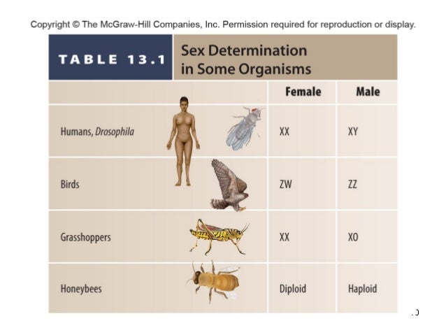Chapter 13 Biology 201 - 웹