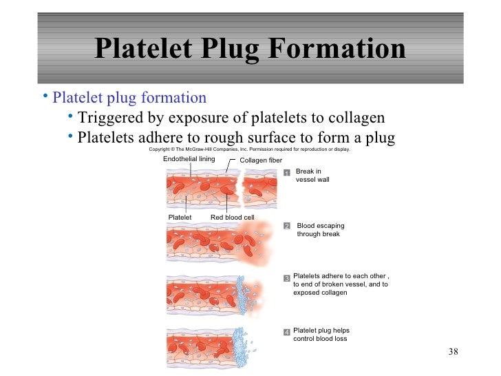 platelet plug formation steps The first step associated with the platelet plug is called platelet adhesion so they will interfere with the formation of a platelet plug as well as . platelet plug formation steps The first step associated with the platelet plug is called platelet adhesion so they will interfere with the formation of a platelet plug as well as .