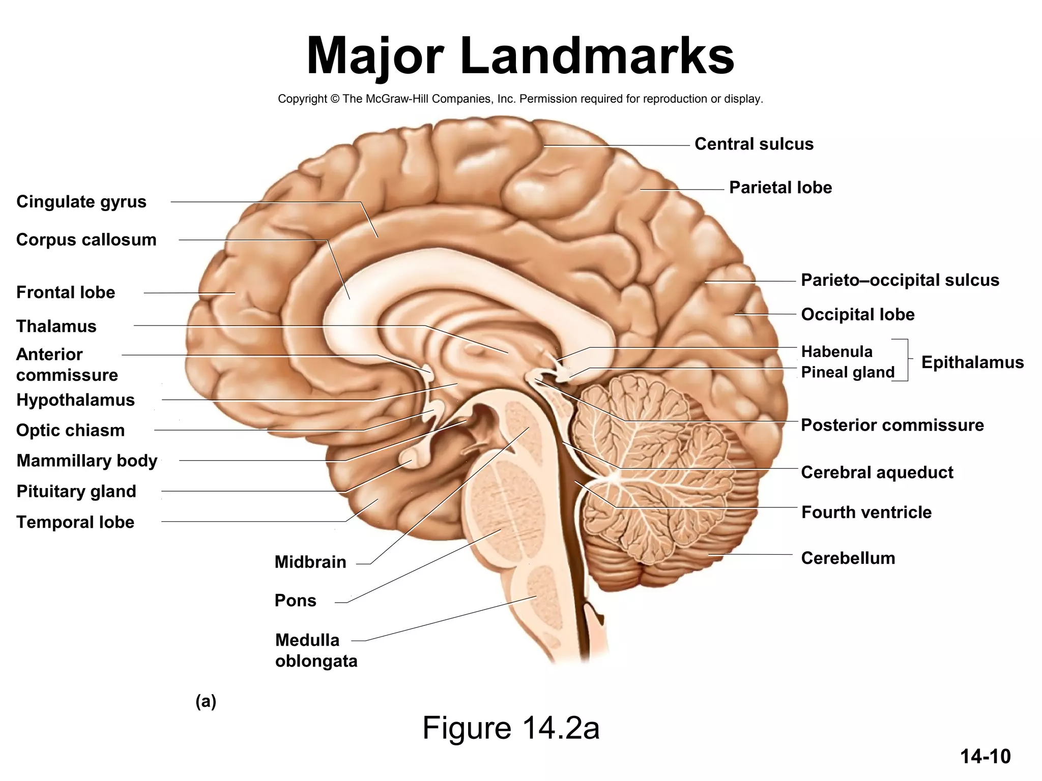 14-10
Major Landmarks
Figure 14.2a
Copyright © The McGraw-Hill Companies, Inc. Permission required for reproduction or display.
Thalamus
Hypothalamus
Frontal lobe
Corpus callosum
Cingulate gyrus
Optic chiasm
Pituitary gland
Mammillary body
Midbrain
Pons
Central sulcus
Parietal lobe
Parieto–occipital sulcus
Occipital lobe
Pineal gland
Habenula
Posterior commissure
Cerebral aqueduct
Fourth ventricle
Cerebellum
(a)
EpithalamusAnterior
commissure
Temporal lobe
Medulla
oblongata
 