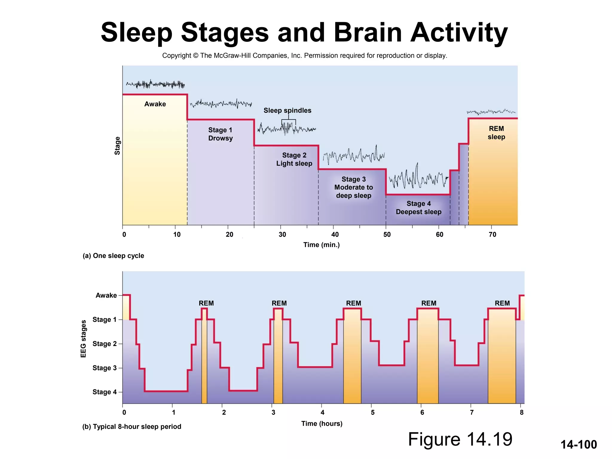14-100
Sleep Stages and Brain Activity
Figure 14.19
Copyright © The McGraw-Hill Companies, Inc. Permission required for reproduction or display.
0
0 1 2 3 4 5 6 7 8
10
Awake
Stage 1
Stage 2
Stage 3
Stage 4
EEGstages
20 30 40
(a) One sleep cycle
Stage
50 60 70
REM REM REMREMREM
Sleep spindles
Stage 1
Drowsy
Stage 2
Light sleep
Stage 3
Moderate to
deep sleep
Stage 4
Deepest sleep
REM
sleep
Time (min.)
Awake
(b) Typical 8-hour sleep period Time (hours)
 
