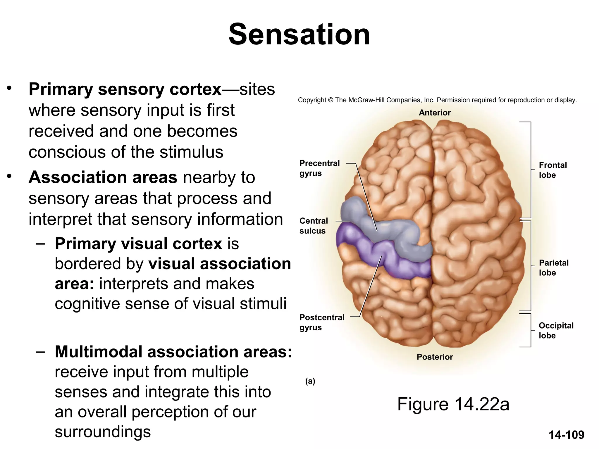 14-109
Sensation
• Primary sensory cortex—sites
where sensory input is first
received and one becomes
conscious of the stimulus
• Association areas nearby to
sensory areas that process and
interpret that sensory information
– Primary visual cortex is
bordered by visual association
area: interprets and makes
cognitive sense of visual stimuli
– Multimodal association areas:
receive input from multiple
senses and integrate this into
an overall perception of our
surroundings
Figure 14.22a
Anterior
Posterior
(a)
Precentral
gyrus
Central
sulcus
Postcentral
gyrus Occipital
lobe
Parietal
lobe
Frontal
lobe
Copyright © The McGraw-Hill Companies, Inc. Permission required for reproduction or display.
 