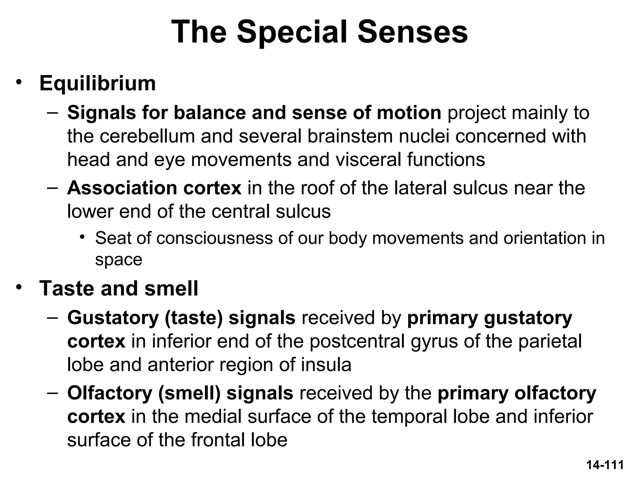 14-111
The Special Senses
• Equilibrium
– Signals for balance and sense of motion project mainly to
the cerebellum and several brainstem nuclei concerned with
head and eye movements and visceral functions
– Association cortex in the roof of the lateral sulcus near the
lower end of the central sulcus
• Seat of consciousness of our body movements and orientation in
space
• Taste and smell
– Gustatory (taste) signals received by primary gustatory
cortex in inferior end of the postcentral gyrus of the parietal
lobe and anterior region of insula
– Olfactory (smell) signals received by the primary olfactory
cortex in the medial surface of the temporal lobe and inferior
surface of the frontal lobe
 