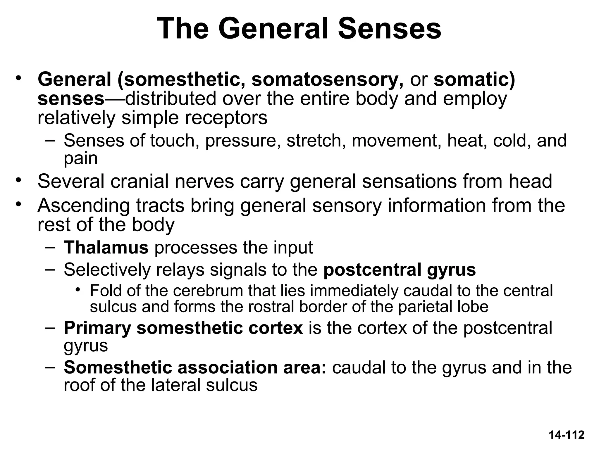14-112
The General Senses
• General (somesthetic, somatosensory, or somatic)
senses—distributed over the entire body and employ
relatively simple receptors
– Senses of touch, pressure, stretch, movement, heat, cold, and
pain
• Several cranial nerves carry general sensations from head
• Ascending tracts bring general sensory information from the
rest of the body
– Thalamus processes the input
– Selectively relays signals to the postcentral gyrus
• Fold of the cerebrum that lies immediately caudal to the central
sulcus and forms the rostral border of the parietal lobe
– Primary somesthetic cortex is the cortex of the postcentral
gyrus
– Somesthetic association area: caudal to the gyrus and in the
roof of the lateral sulcus
 