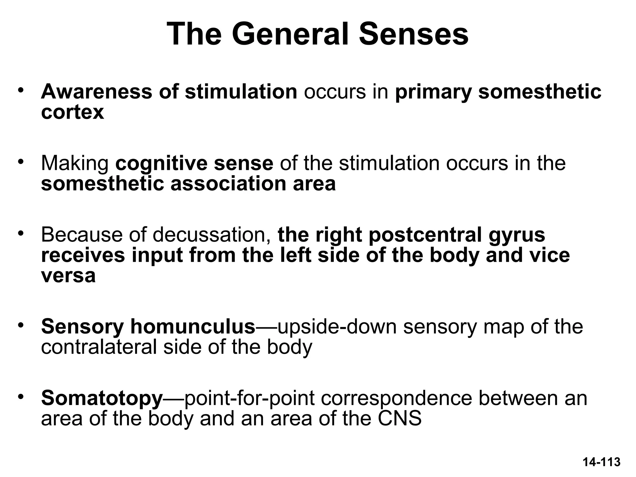 14-113
The General Senses
• Awareness of stimulation occurs in primary somesthetic
cortex
• Making cognitive sense of the stimulation occurs in the
somesthetic association area
• Because of decussation, the right postcentral gyrus
receives input from the left side of the body and vice
versa
• Sensory homunculus—upside-down sensory map of the
contralateral side of the body
• Somatotopy—point-for-point correspondence between an
area of the body and an area of the CNS
 