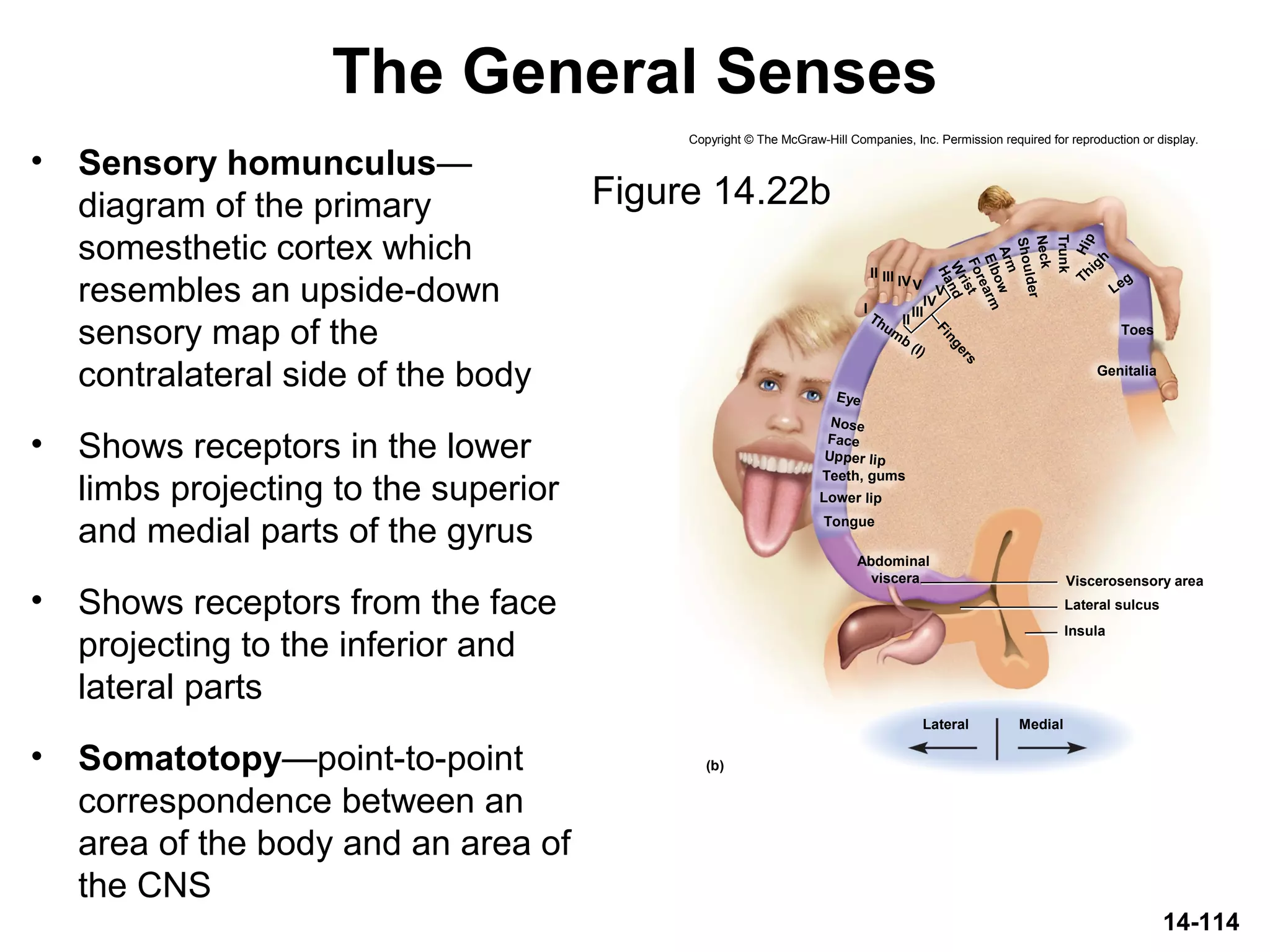 Thigh
Shoulder
Arm
V
(b)
Insula
Lateral sulcus
Genitalia
Leg
Hip
Trunk
Eye
Nose
Face
Upper lip
Lower lip
Thum
b
(I)
Hand
Forearm
Neck
Elbow
II
III
IV
Fingers
I
II III IVV
Lateral Medial
Tongue
Teeth, gums
W
rist
Toes
Viscerosensory area
Abdominal
viscera
Copyright © The McGraw-Hill Companies, Inc. Permission required for reproduction or display.
The General Senses
Figure 14.22b
• Sensory homunculus—
diagram of the primary
somesthetic cortex which
resembles an upside-down
sensory map of the
contralateral side of the body
• Shows receptors in the lower
limbs projecting to the superior
and medial parts of the gyrus
• Shows receptors from the face
projecting to the inferior and
lateral parts
• Somatotopy—point-to-point
correspondence between an
area of the body and an area of
the CNS
14-114
 