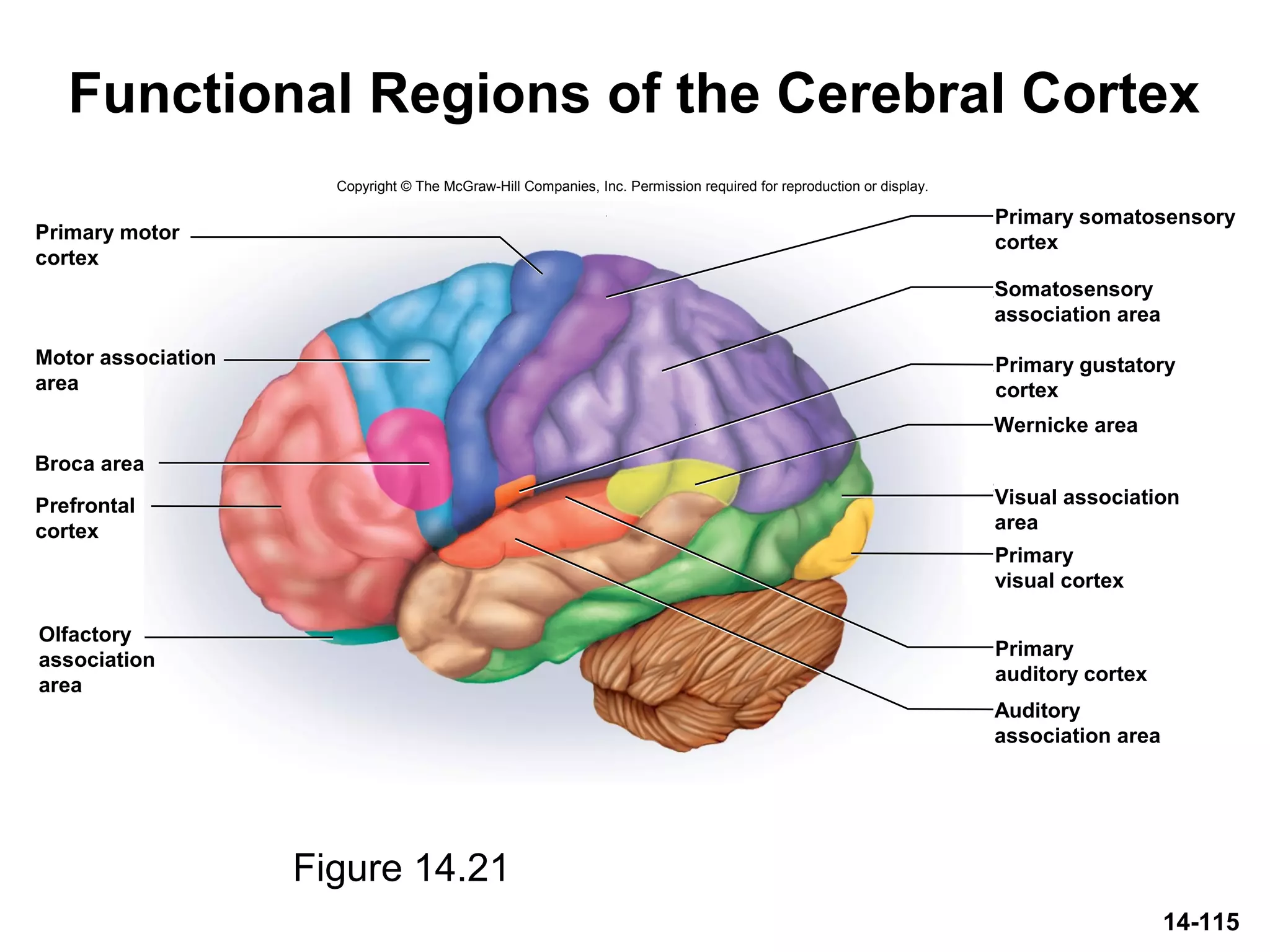 14-115
Functional Regions of the Cerebral Cortex
Figure 14.21
Wernicke area
Broca area
Primary motor
cortex
Motor association
area
Prefrontal
cortex
Olfactory
association
area
Primary somatosensory
cortex
Somatosensory
association area
Primary gustatory
cortex
Visual association
area
Primary
visual cortex
Primary
auditory cortex
Auditory
association area
Copyright © The McGraw-Hill Companies, Inc. Permission required for reproduction or display.
 
