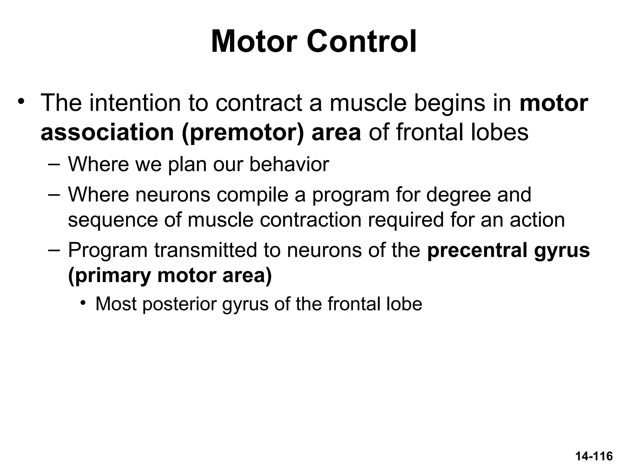 14-116
Motor Control
• The intention to contract a muscle begins in motor
association (premotor) area of frontal lobes
– Where we plan our behavior
– Where neurons compile a program for degree and
sequence of muscle contraction required for an action
– Program transmitted to neurons of the precentral gyrus
(primary motor area)
• Most posterior gyrus of the frontal lobe
 
