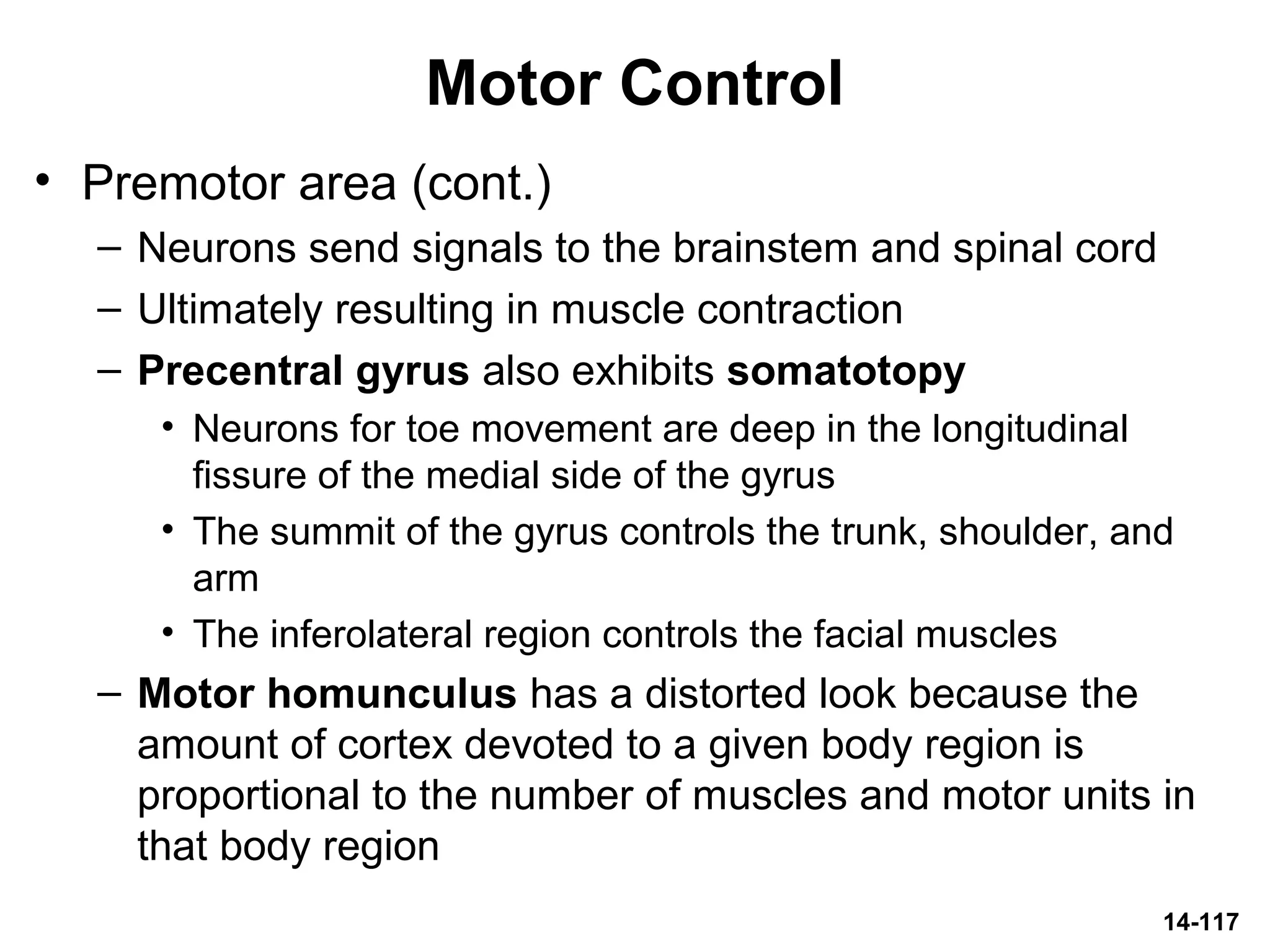 14-117
Motor Control
• Premotor area (cont.)
– Neurons send signals to the brainstem and spinal cord
– Ultimately resulting in muscle contraction
– Precentral gyrus also exhibits somatotopy
• Neurons for toe movement are deep in the longitudinal
fissure of the medial side of the gyrus
• The summit of the gyrus controls the trunk, shoulder, and
arm
• The inferolateral region controls the facial muscles
– Motor homunculus has a distorted look because the
amount of cortex devoted to a given body region is
proportional to the number of muscles and motor units in
that body region
 
