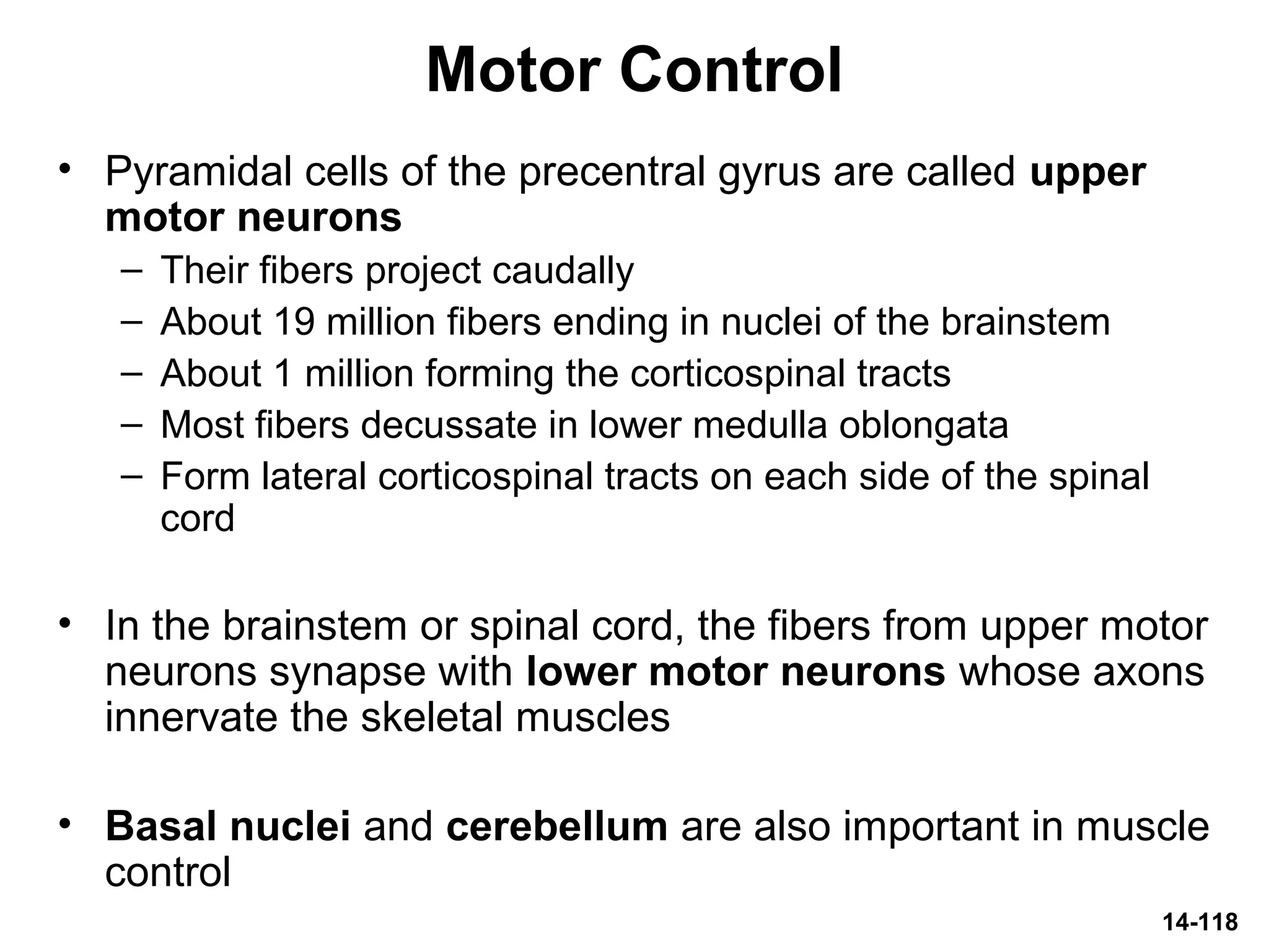 14-118
Motor Control
• Pyramidal cells of the precentral gyrus are called upper
motor neurons
– Their fibers project caudally
– About 19 million fibers ending in nuclei of the brainstem
– About 1 million forming the corticospinal tracts
– Most fibers decussate in lower medulla oblongata
– Form lateral corticospinal tracts on each side of the spinal
cord
• In the brainstem or spinal cord, the fibers from upper motor
neurons synapse with lower motor neurons whose axons
innervate the skeletal muscles
• Basal nuclei and cerebellum are also important in muscle
control
 
