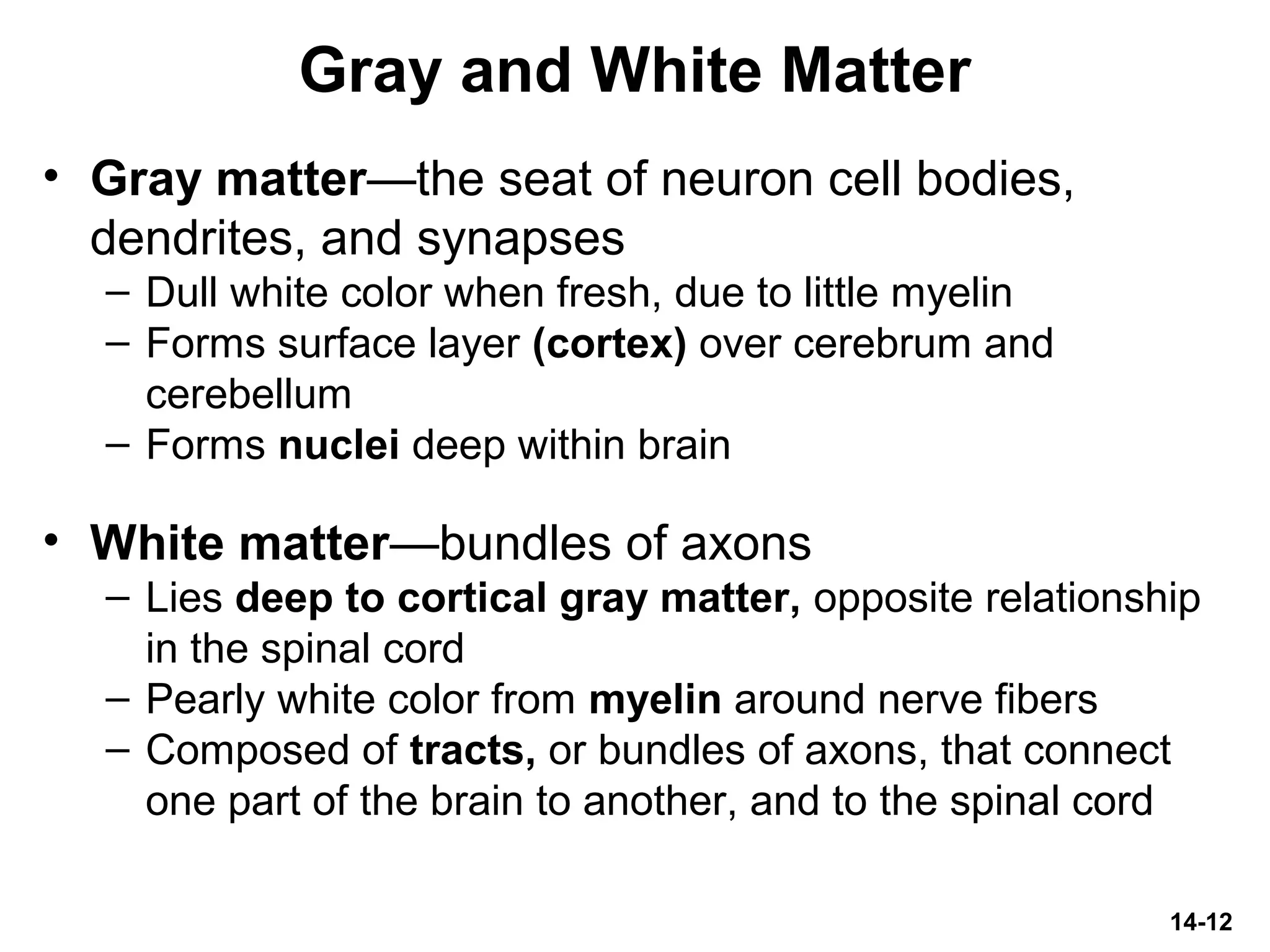 14-12
Gray and White Matter
• Gray matter—the seat of neuron cell bodies,
dendrites, and synapses
– Dull white color when fresh, due to little myelin
– Forms surface layer (cortex) over cerebrum and
cerebellum
– Forms nuclei deep within brain
• White matter—bundles of axons
– Lies deep to cortical gray matter, opposite relationship
in the spinal cord
– Pearly white color from myelin around nerve fibers
– Composed of tracts, or bundles of axons, that connect
one part of the brain to another, and to the spinal cord
 