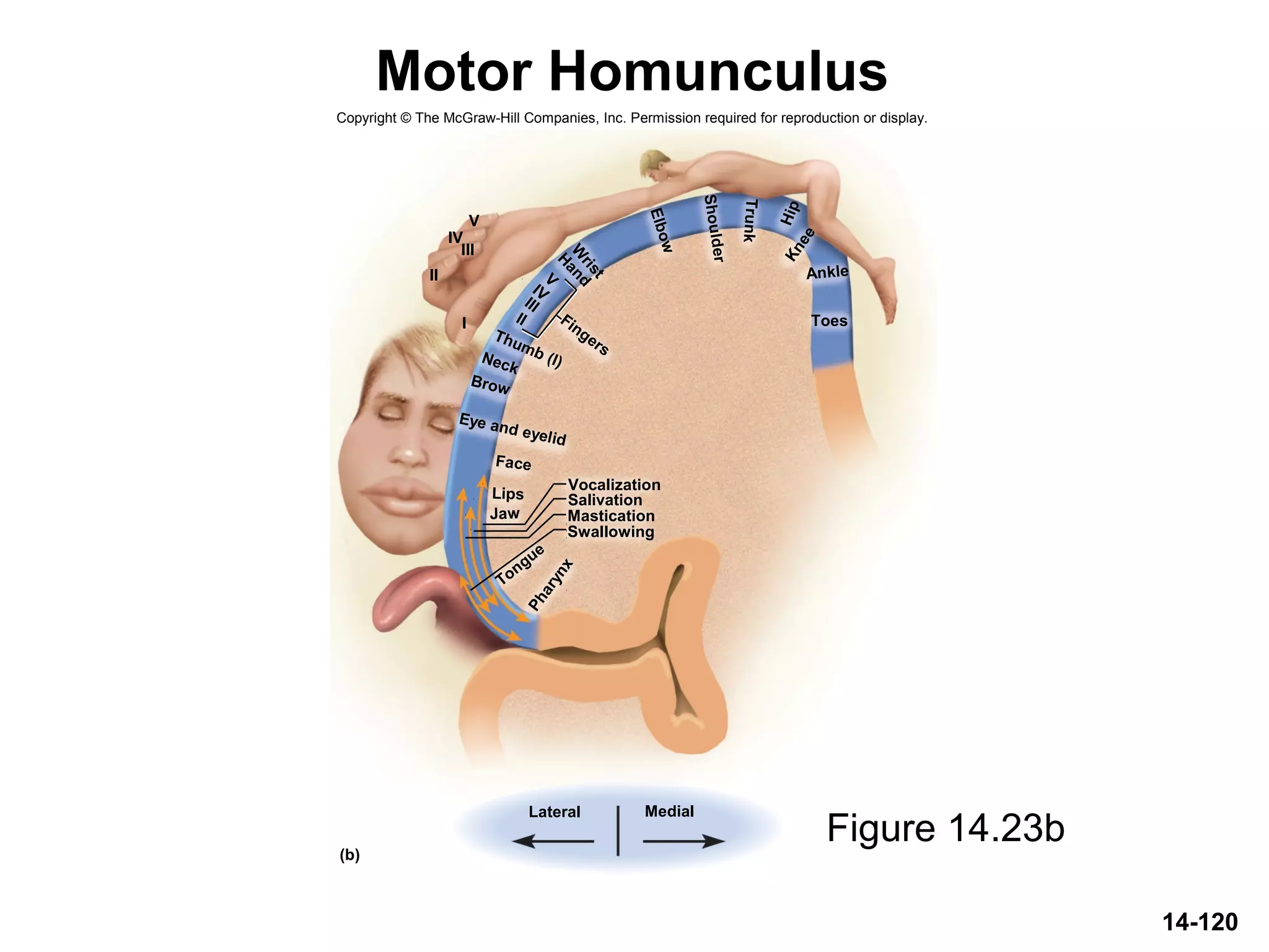 Fingers
Eye and eyelid
Tongue
Ankle
Lips
Face
Jaw
Pharynx
Salivation
Mastication
Swallowing
Neck
Brow
V
H
andW
rist
Elbow
Shoulder
Trunk
Knee
Hip
IV
III
II
Thumb (I)
I
II
III
IV
V
(b)
Lateral Medial
Vocalization
Toes
14-120
Motor Homunculus
Figure 14.23b
Copyright © The McGraw-Hill Companies, Inc. Permission required for reproduction or display.
 