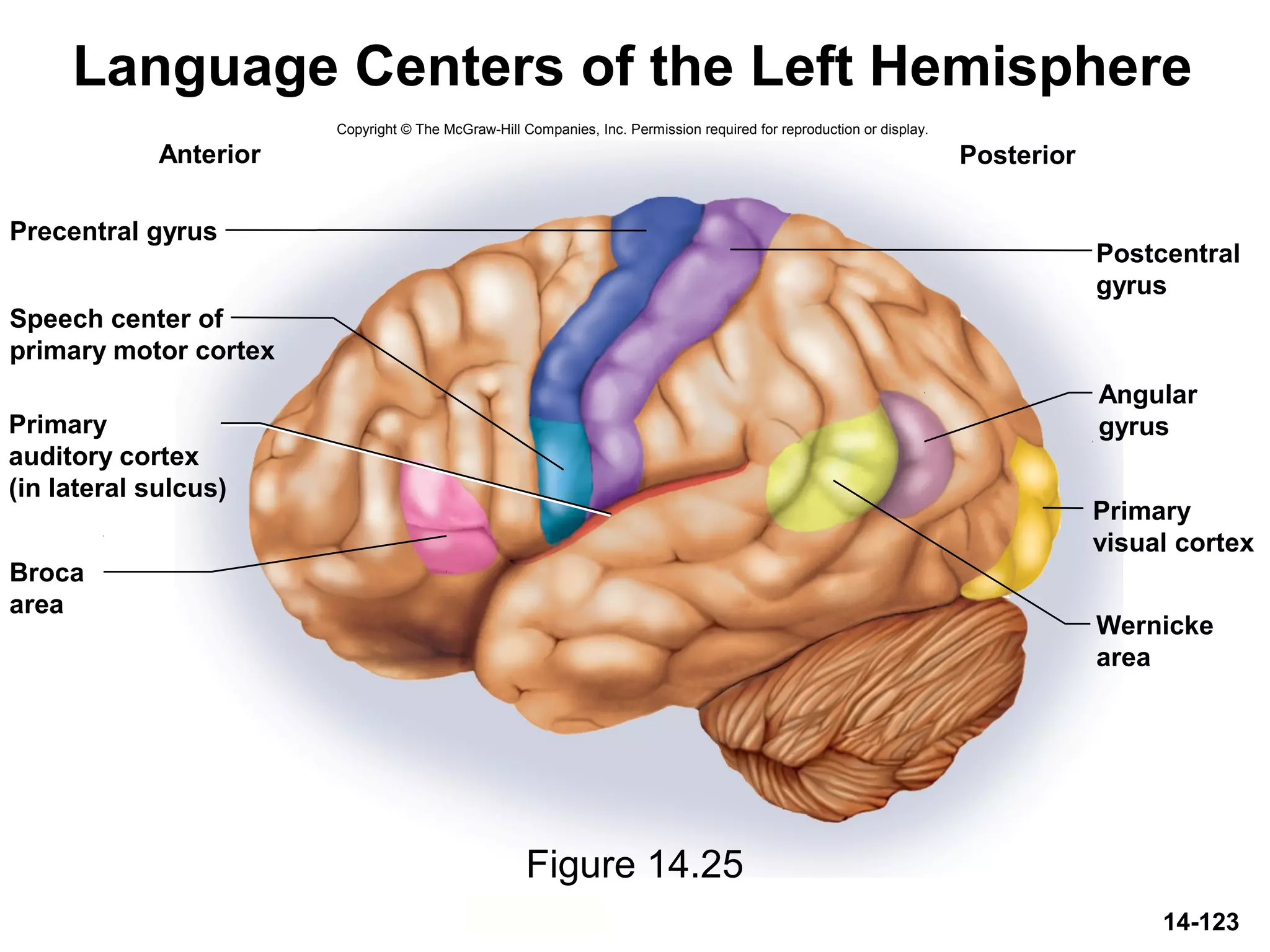Copyright © The McGraw-Hill Companies, Inc. Permission required for reproduction or display.
Precentral gyrus
Anterior Posterior
Speech center of
primary motor cortex
Primary
auditory cortex
(in lateral sulcus)
Broca
area
Postcentral
gyrus
Angular
gyrus
Primary
visual cortex
Wernicke
area
14-123
Language Centers of the Left Hemisphere
Figure 14.25
 