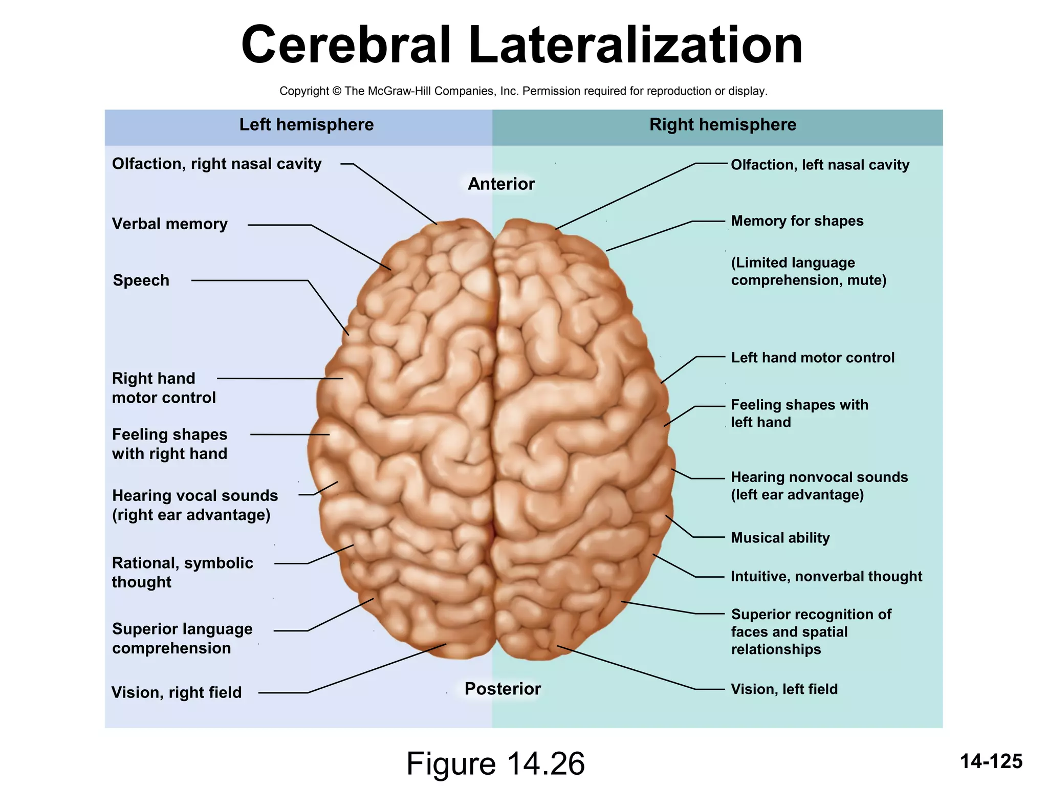 14-125
Cerebral Lateralization
Figure 14.26
Copyright © The McGraw-Hill Companies, Inc. Permission required for reproduction or display.
Olfaction, left nasal cavity
Memory for shapes
Left hand motor control
Musical ability
Intuitive, nonverbal thought
Speech
Olfaction, right nasal cavity
Left hemisphere Right hemisphere
Posterior
Anterior
Verbal memory
Right hand
motor control
Feeling shapes
with right hand
Hearing vocal sounds
(right ear advantage)
Rational, symbolic
thought
Superior language
comprehension
Vision, right field
(Limited language
comprehension, mute)
Feeling shapes with
left hand
Hearing nonvocal sounds
(left ear advantage)
Superior recognition of
faces and spatial
relationships
Vision, left field
 