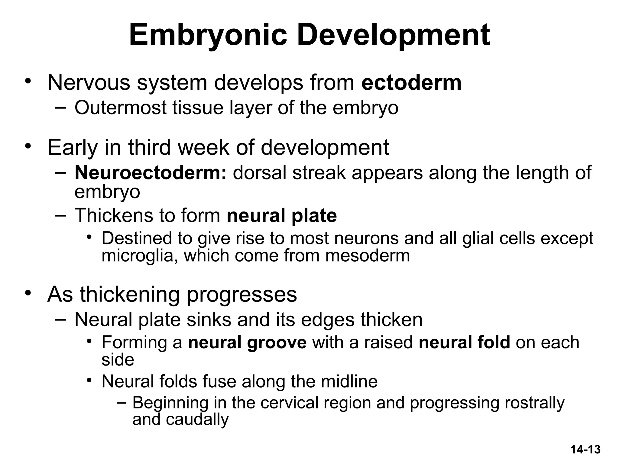 14-13
Embryonic Development
• Nervous system develops from ectoderm
– Outermost tissue layer of the embryo
• Early in third week of development
– Neuroectoderm: dorsal streak appears along the length of
embryo
– Thickens to form neural plate
• Destined to give rise to most neurons and all glial cells except
microglia, which come from mesoderm
• As thickening progresses
– Neural plate sinks and its edges thicken
• Forming a neural groove with a raised neural fold on each
side
• Neural folds fuse along the midline
– Beginning in the cervical region and progressing rostrally
and caudally
 