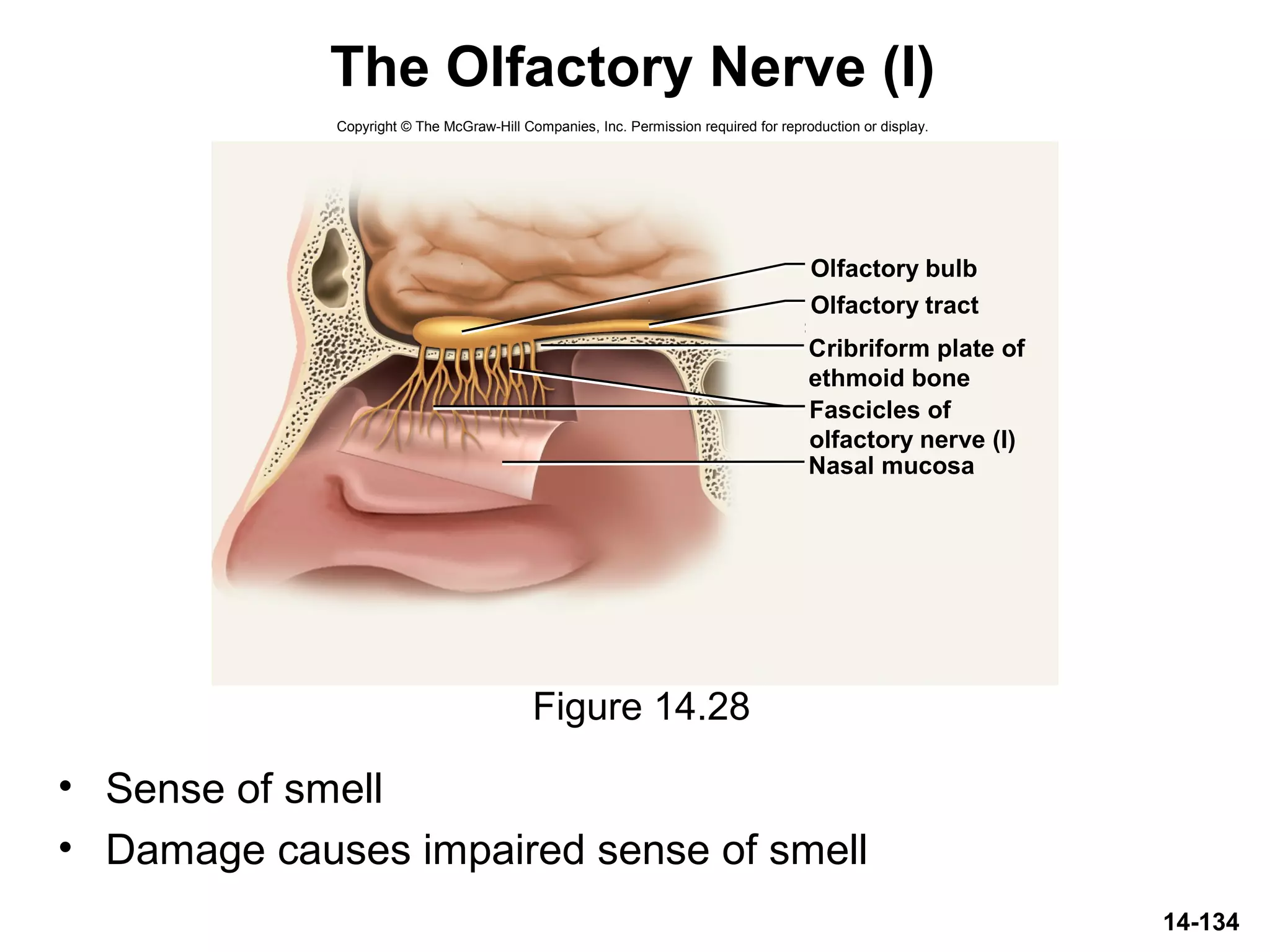 14-134
The Olfactory Nerve (I)
• Sense of smell
• Damage causes impaired sense of smell
Figure 14.28
Copyright © The McGraw-Hill Companies, Inc. Permission required for reproduction or display.
Olfactory bulb
Olfactory tract
Nasal mucosa
Cribriform plate of
ethmoid bone
Fascicles of
olfactory nerve (I)
 