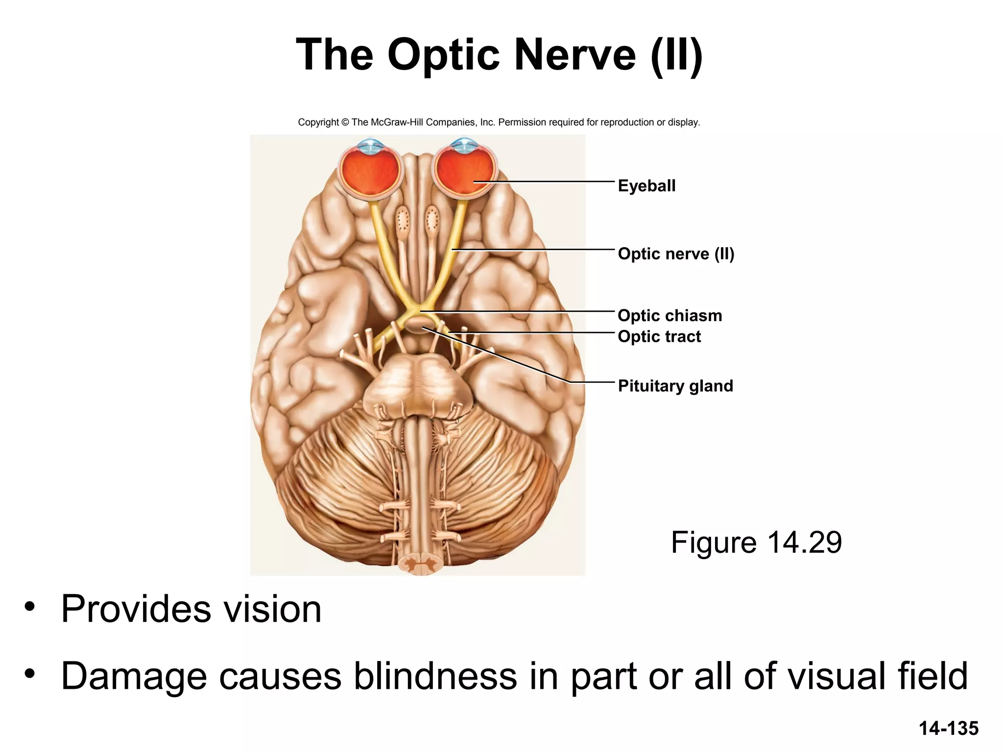 14-135
The Optic Nerve (II)
• Provides vision
• Damage causes blindness in part or all of visual field
Figure 14.29
Copyright © The McGraw-Hill Companies, Inc. Permission required for reproduction or display.
Eyeball
Optic nerve (II)
Optic chiasm
Optic tract
Pituitary gland
 