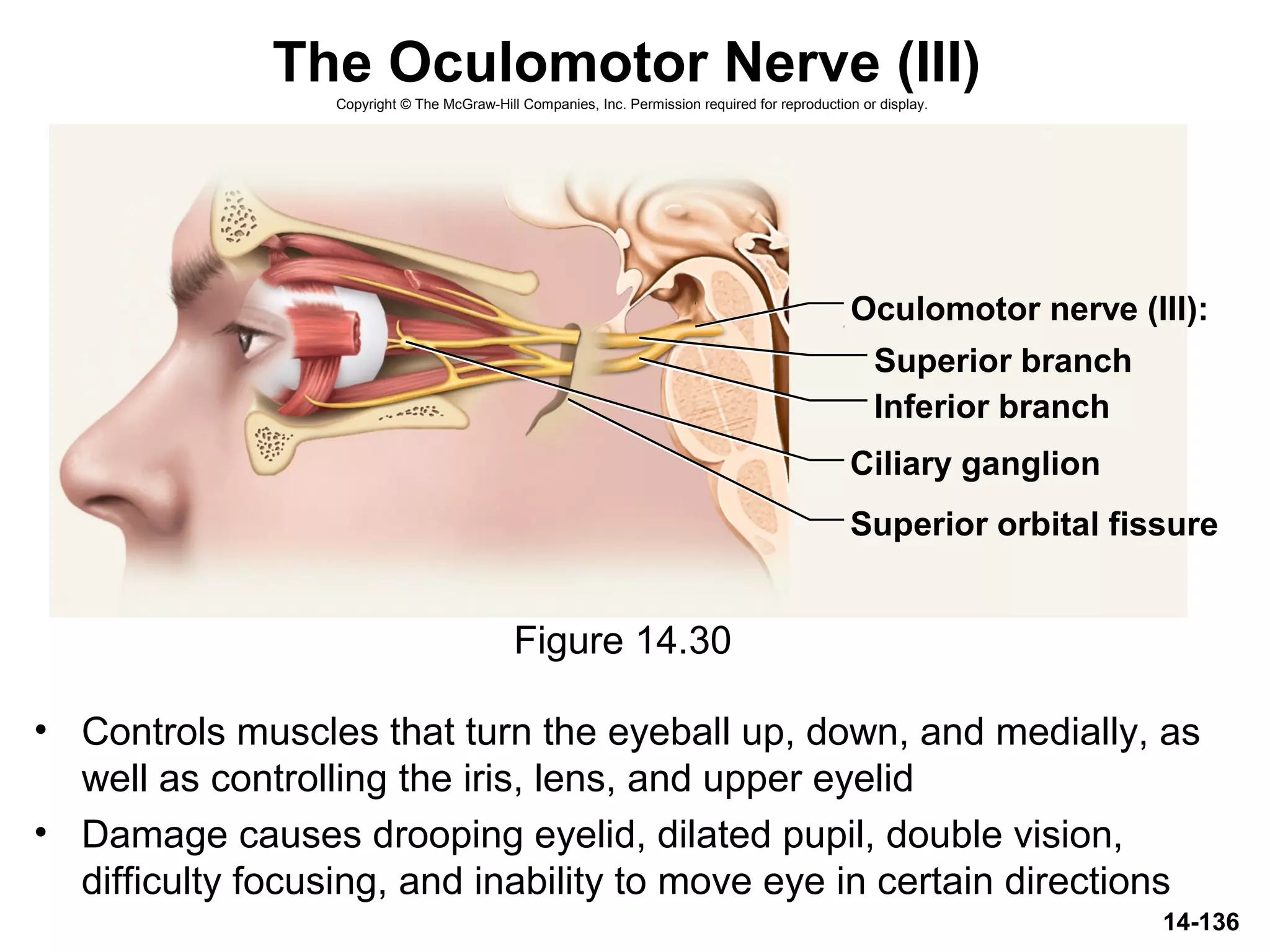 14-136
The Oculomotor Nerve (III)
• Controls muscles that turn the eyeball up, down, and medially, as
well as controlling the iris, lens, and upper eyelid
• Damage causes drooping eyelid, dilated pupil, double vision,
difficulty focusing, and inability to move eye in certain directions
Figure 14.30
Oculomotor nerve (III):
Superior orbital fissure
Superior branch
Inferior branch
Ciliary ganglion
Copyright © The McGraw-Hill Companies, Inc. Permission required for reproduction or display.
 