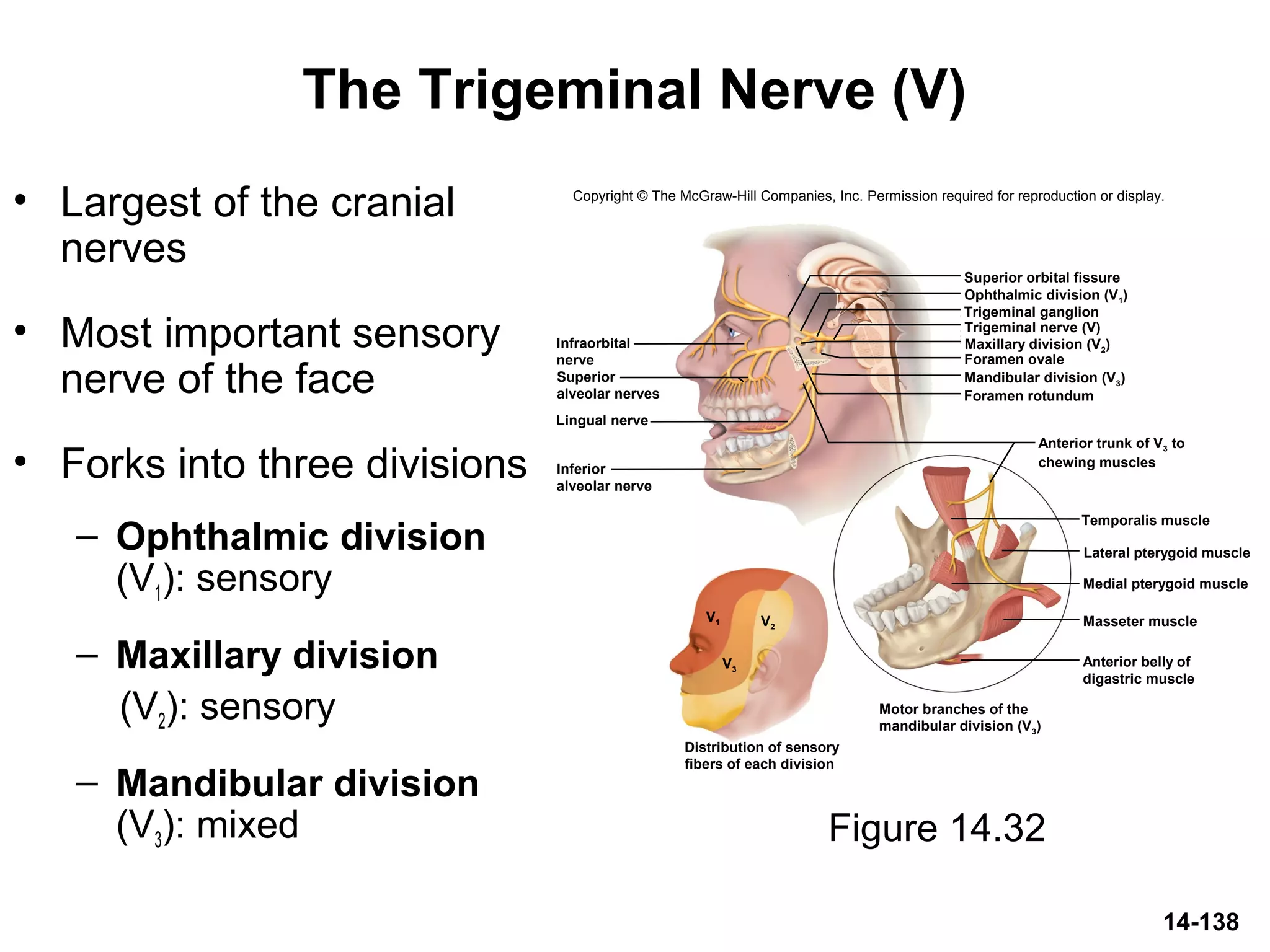 14-138
The Trigeminal Nerve (V)
• Largest of the cranial
nerves
• Most important sensory
nerve of the face
• Forks into three divisions
– Ophthalmic division
(V1): sensory
– Maxillary division
(V2): sensory
– Mandibular division
(V3): mixed Figure 14.32
Copyright © The McGraw-Hill Companies, Inc. Permission required for reproduction or display.
Lingual nerve
V1
V3
V2
Superior orbital fissure
Foramen ovale
Foramen rotundum
Temporalis muscle
Medial pterygoid muscle
Masseter muscle
Lateral pterygoid muscle
Infraorbital
nerve
Superior
alveolar nerves
Inferior
alveolar nerve
Ophthalmic division (V1)
Trigeminal ganglion
Trigeminal nerve (V)
Maxillary division (V2)
Mandibular division (V3)
Anterior trunk of V3 to
chewing muscles
Anterior belly of
digastric muscle
Motor branches of the
mandibular division (V3)
Distribution of sensory
fibers of each division
 