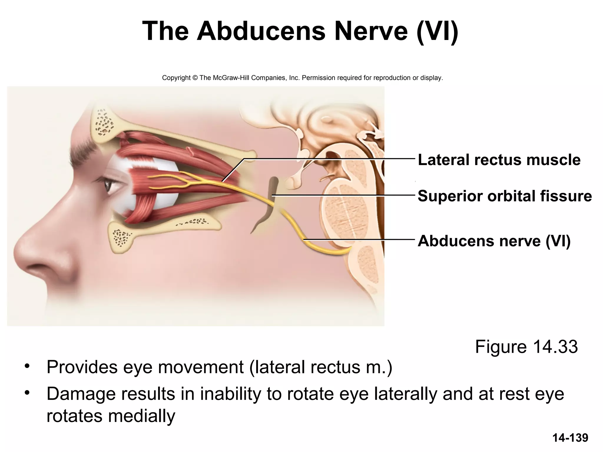 14-139
The Abducens Nerve (VI)
• Provides eye movement (lateral rectus m.)
• Damage results in inability to rotate eye laterally and at rest eye
rotates medially
Figure 14.33
Copyright © The McGraw-Hill Companies, Inc. Permission required for reproduction or display.
Abducens nerve (VI)
Superior orbital fissure
Lateral rectus muscle
 