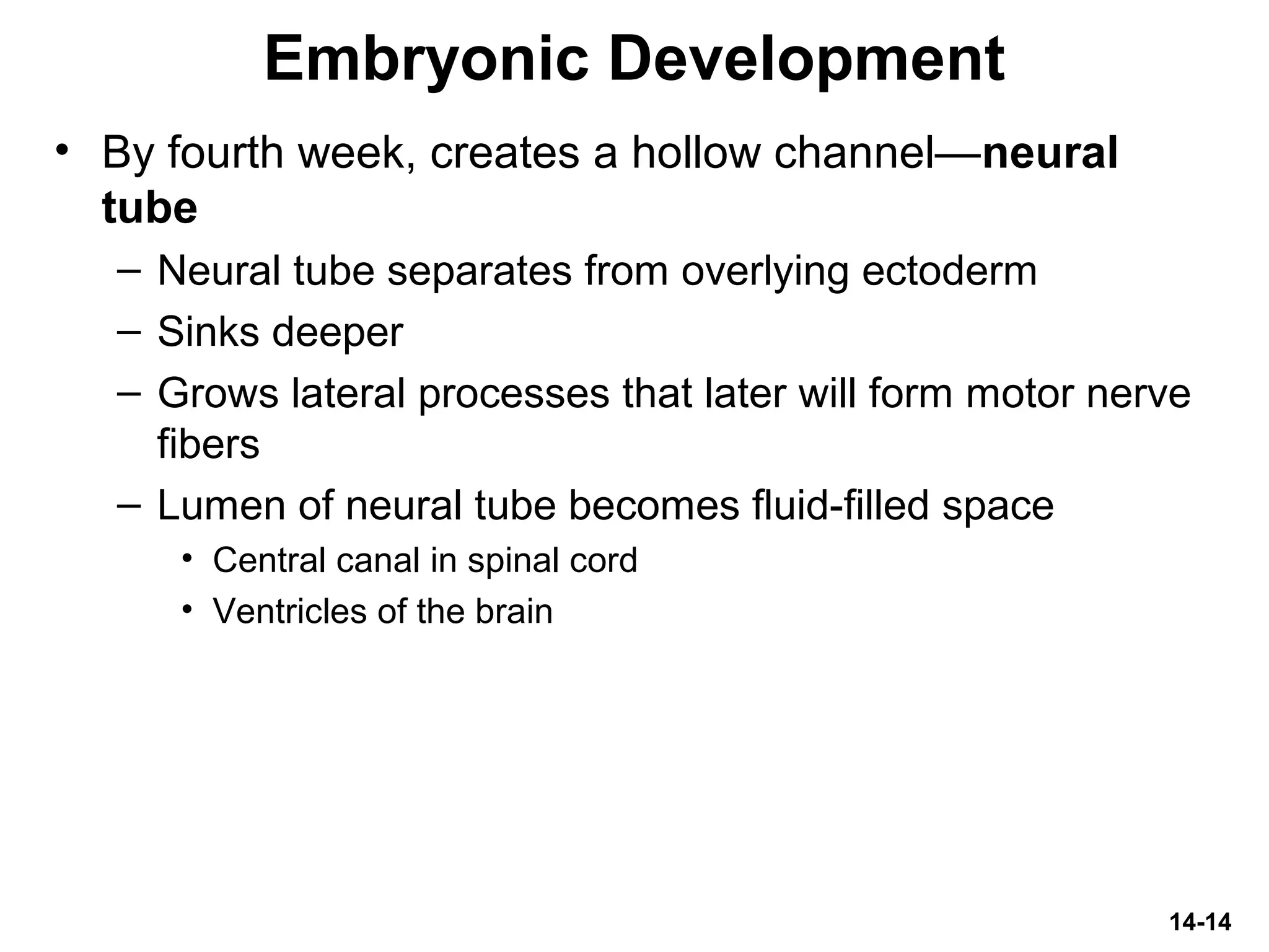 14-14
Embryonic Development
• By fourth week, creates a hollow channel—neural
tube
– Neural tube separates from overlying ectoderm
– Sinks deeper
– Grows lateral processes that later will form motor nerve
fibers
– Lumen of neural tube becomes fluid-filled space
• Central canal in spinal cord
• Ventricles of the brain
 