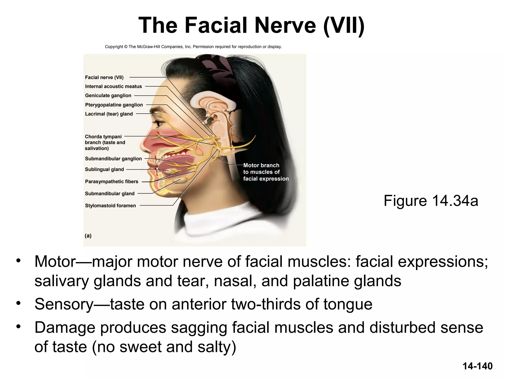 14-140
The Facial Nerve (VII)
• Motor—major motor nerve of facial muscles: facial expressions;
salivary glands and tear, nasal, and palatine glands
• Sensory—taste on anterior two-thirds of tongue
• Damage produces sagging facial muscles and disturbed sense
of taste (no sweet and salty)
Figure 14.34a
Copyright © The McGraw-Hill Companies, Inc. Permission required for reproduction or display.
Geniculate ganglion
Pterygopalatine ganglion
Lacrimal (tear) gland
Submandibular gland
Stylomastoid foramen
Sublingual gland
Internal acoustic meatus
Facial nerve (VII)
(a)
Parasympathetic fibers
Submandibular ganglion
Chorda tympani
branch (taste and
salivation)
Motor branch
to muscles of
facial expression
 