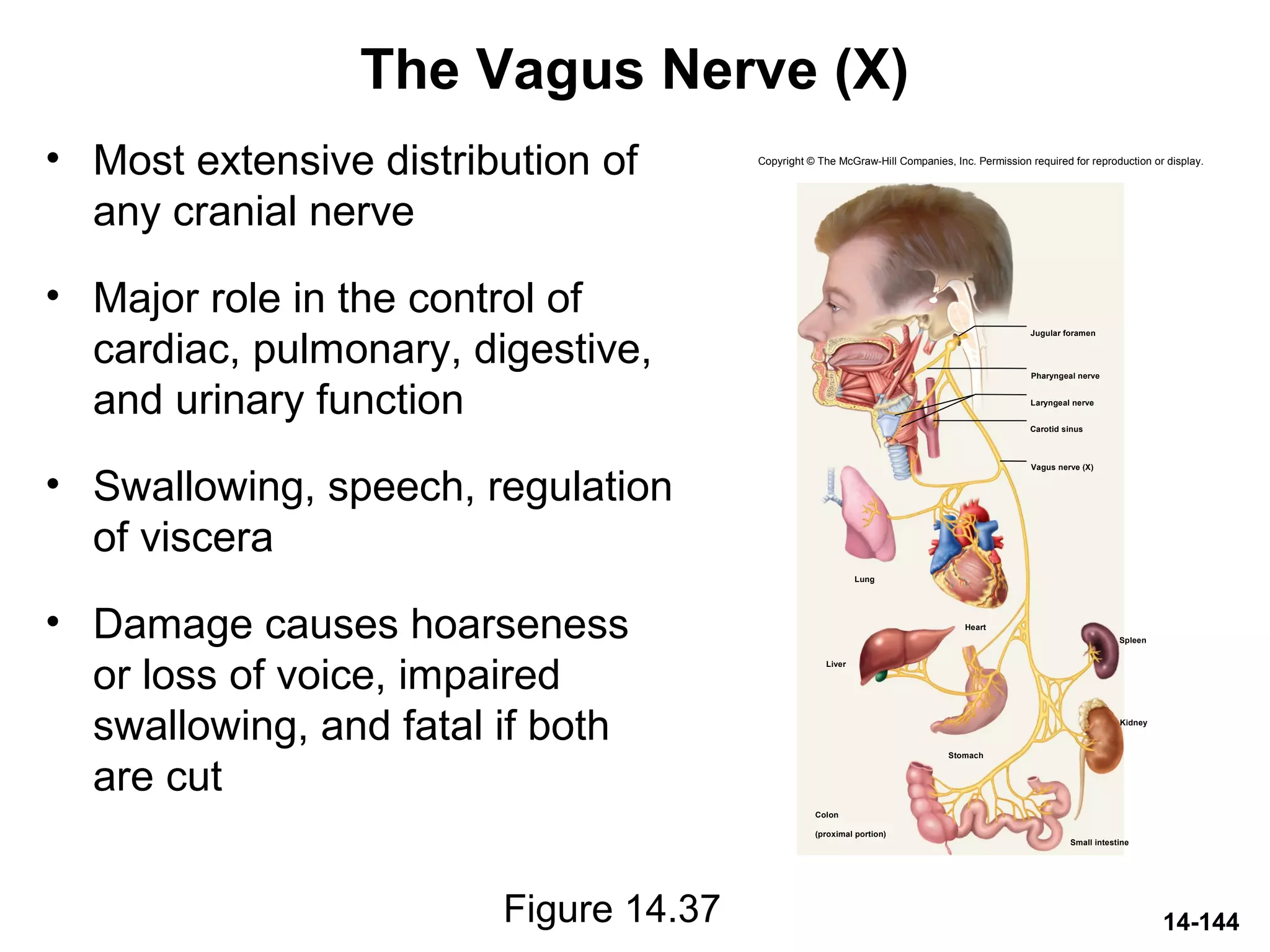 14-144
The Vagus Nerve (X)
• Most extensive distribution of
any cranial nerve
• Major role in the control of
cardiac, pulmonary, digestive,
and urinary function
• Swallowing, speech, regulation
of viscera
• Damage causes hoarseness
or loss of voice, impaired
swallowing, and fatal if both
are cut
Figure 14.37
Copyright © The McGraw-Hill Companies, Inc. Permission required for reproduction or display.
Heart
Lung
Liver
Spleen
Small intestine
Stomach
Kidney
Carotid sinus
Laryngeal nerve
Pharyngeal nerve
Jugular foramen
Vagus nerve (X)
Colon
(proximal portion)
 