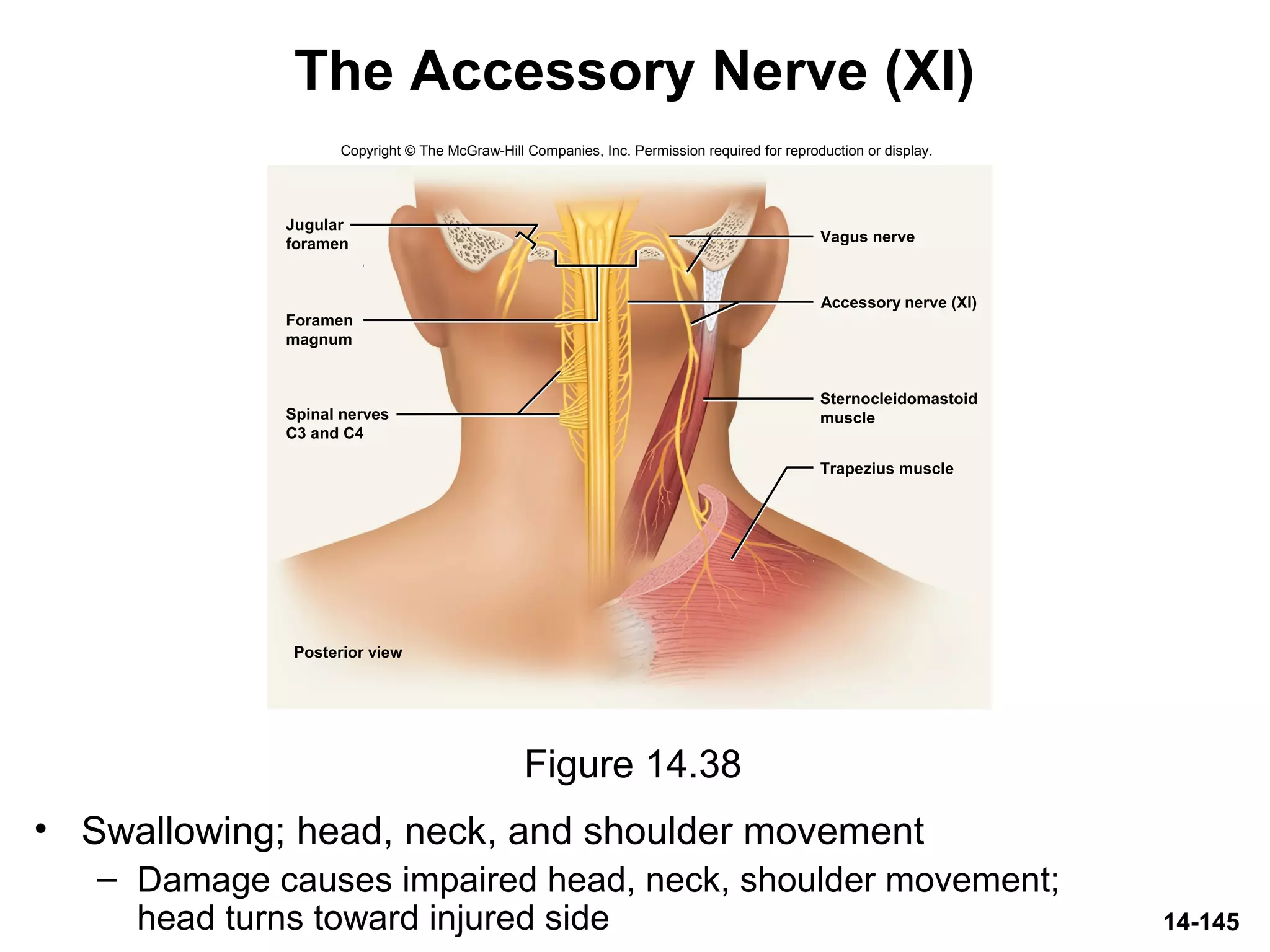 14-145
The Accessory Nerve (XI)
• Swallowing; head, neck, and shoulder movement
– Damage causes impaired head, neck, shoulder movement;
head turns toward injured side
Figure 14.38
Copyright © The McGraw-Hill Companies, Inc. Permission required for reproduction or display.
Accessory nerve (XI)
Posterior view
Jugular
foramen
Foramen
magnum
Spinal nerves
C3 and C4
Sternocleidomastoid
muscle
Vagus nerve
Trapezius muscle
 