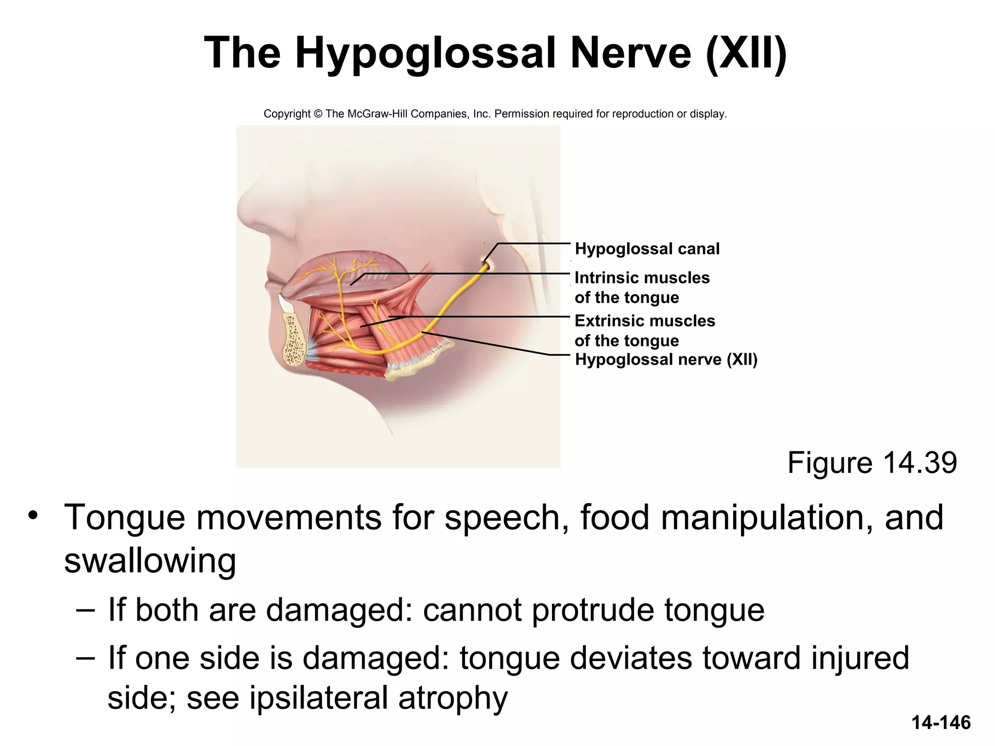 14-146
The Hypoglossal Nerve (XII)
• Tongue movements for speech, food manipulation, and
swallowing
– If both are damaged: cannot protrude tongue
– If one side is damaged: tongue deviates toward injured
side; see ipsilateral atrophy
Figure 14.39
Copyright © The McGraw-Hill Companies, Inc. Permission required for reproduction or display.
Hypoglossal canal
Hypoglossal nerve (XII)
Intrinsic muscles
of the tongue
Extrinsic muscles
of the tongue
 