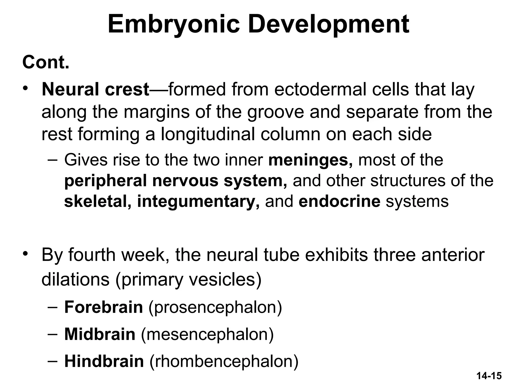 14-15
Embryonic Development
Cont.
• Neural crest—formed from ectodermal cells that lay
along the margins of the groove and separate from the
rest forming a longitudinal column on each side
– Gives rise to the two inner meninges, most of the
peripheral nervous system, and other structures of the
skeletal, integumentary, and endocrine systems
• By fourth week, the neural tube exhibits three anterior
dilations (primary vesicles)
– Forebrain (prosencephalon)
– Midbrain (mesencephalon)
– Hindbrain (rhombencephalon)
 