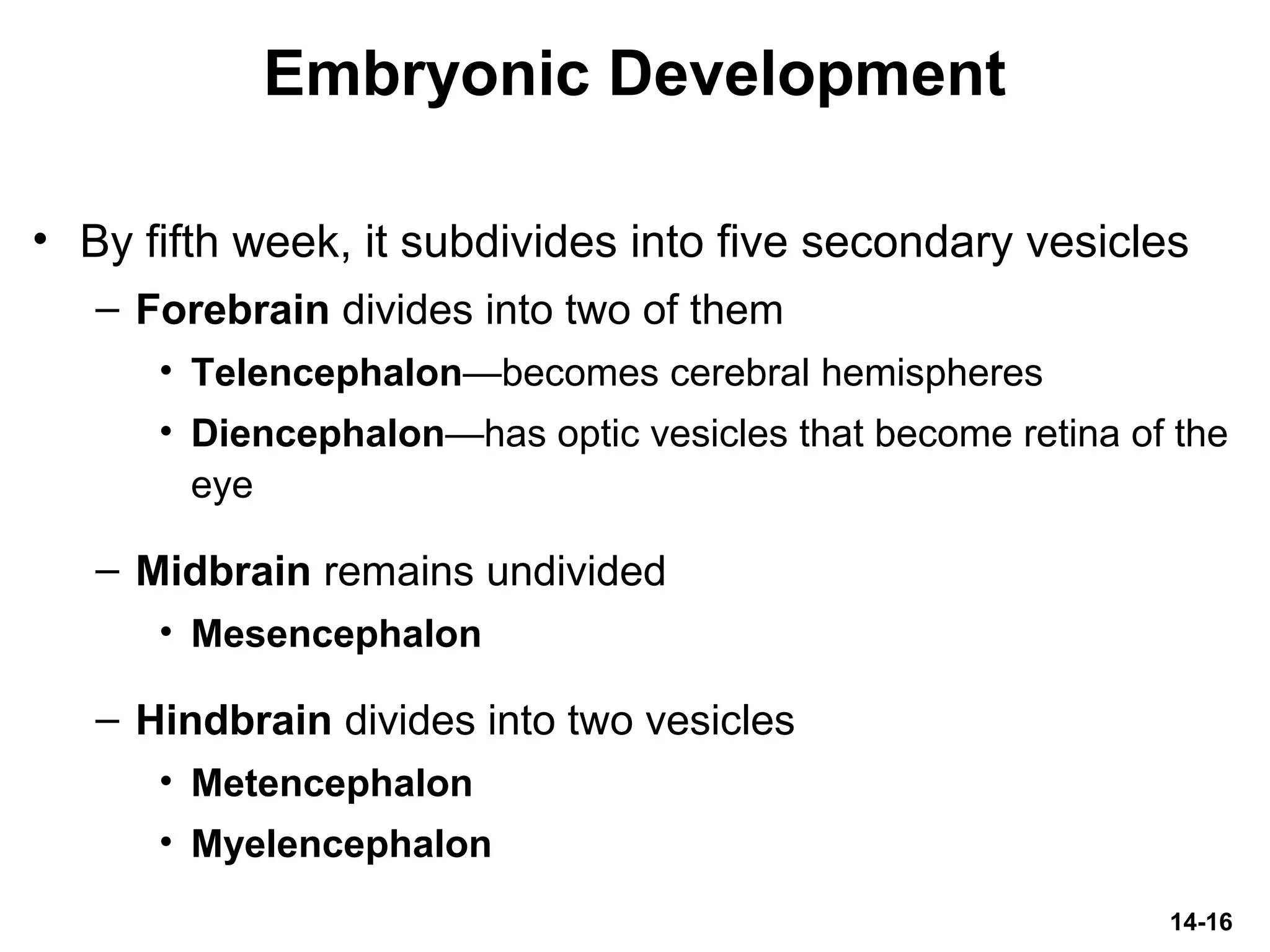 14-16
Embryonic Development
• By fifth week, it subdivides into five secondary vesicles
– Forebrain divides into two of them
• Telencephalon—becomes cerebral hemispheres
• Diencephalon—has optic vesicles that become retina of the
eye
– Midbrain remains undivided
• Mesencephalon
– Hindbrain divides into two vesicles
• Metencephalon
• Myelencephalon
 