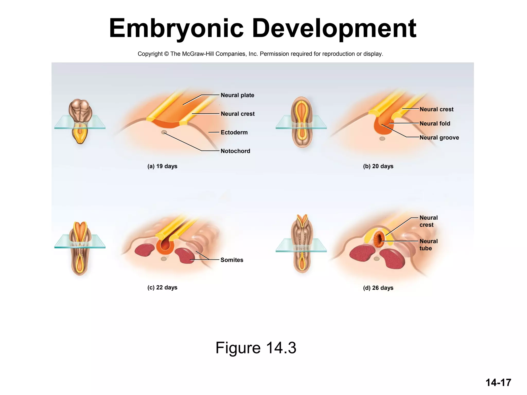 Embryonic Development
14-17
Figure 14.3
Copyright © The McGraw-Hill Companies, Inc. Permission required for reproduction or display.
(a) 19 days
(c) 22 days
Ectoderm
Notochord
Neural groove
Neural fold
Neural plate
(b) 20 days
(d) 26 days
Somites
Neural crest
Neural crest
Neural
crest
Neural
tube
 